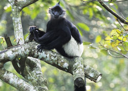 MonkeyCuc Phuong’s Endangered Primate Rescue Center (EPRC) 